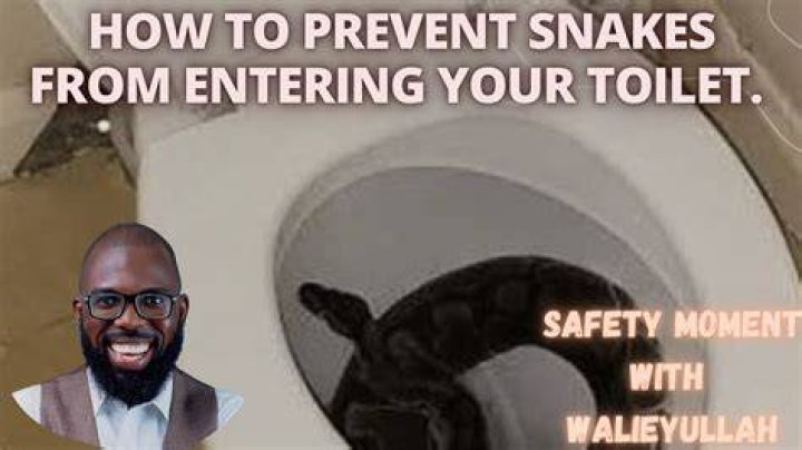 Advise From Doctor advises On How To Prevent Snakes From Getting Into Toilet Bowls
