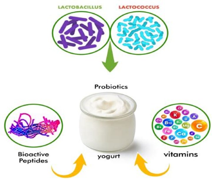 BACTERIA AND FUNGI INVOLVED IN YOGURT PRODUCTION