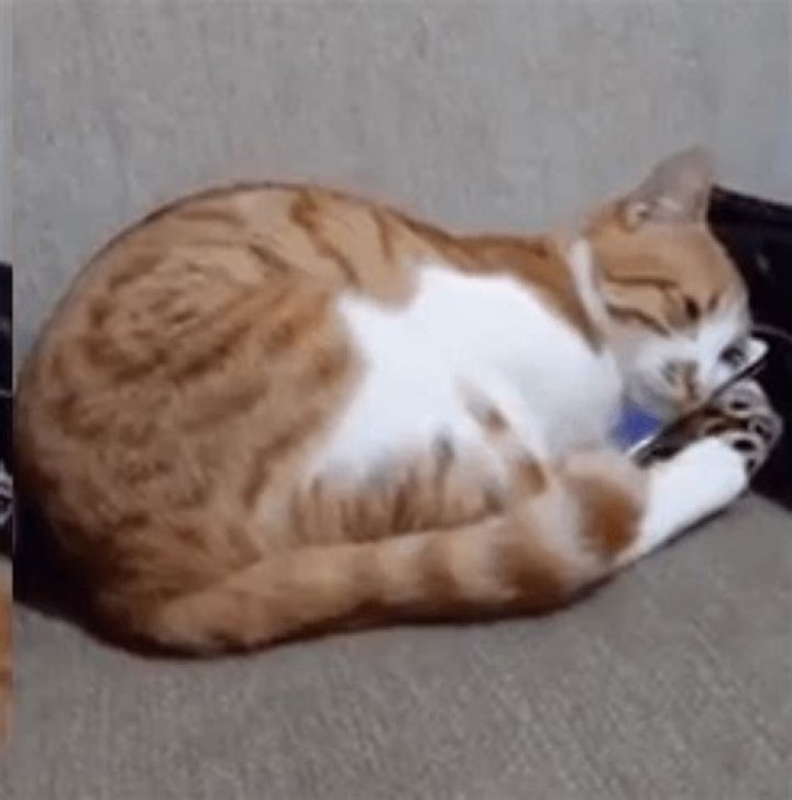 Cat Watches The Last Video Of His Deceased Owner And Ends Up Hugging The Cell Phone