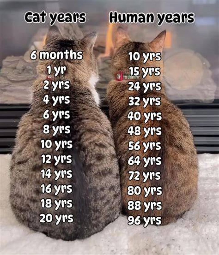 Craig Roh Age: How Old Is Craig Roh?