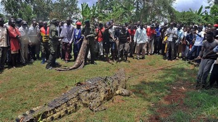 Crocodile Named After Osama Bin Laden Terrorizes Village Where it Has Eaten 80 locals