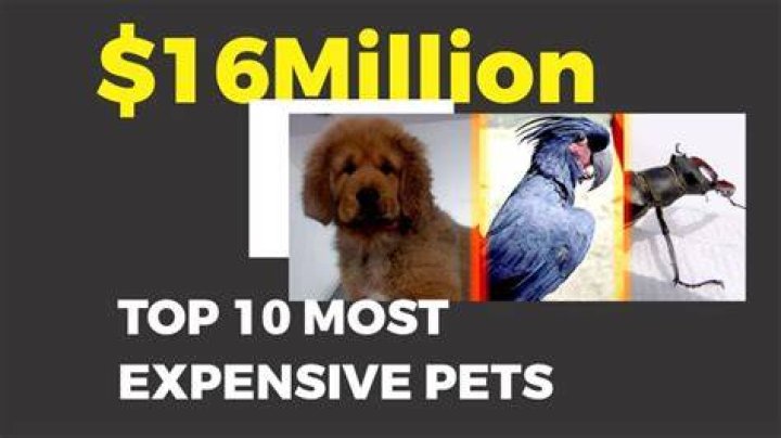 Here Are The 10 Most Expensive Pets in the World