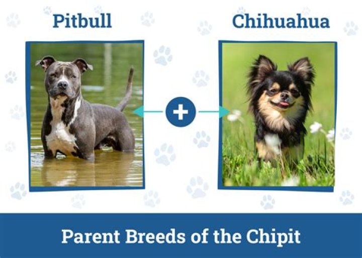 How much does a chipit cost