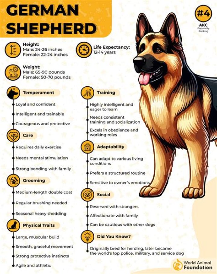 I Slept With A German Shepherd In Dubai- Porta Potty Practoner Confesses