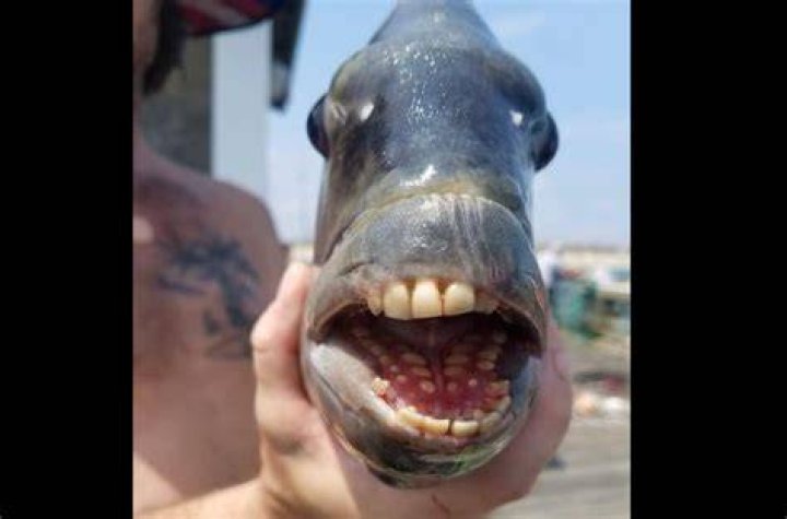 Photos Of Fish With Human Mouth And Teeth Surface On The Internet