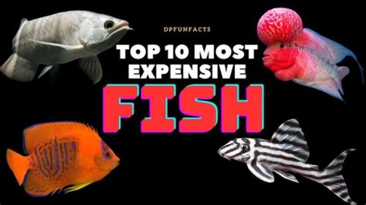 The 10 Most Expensive Fish in the World