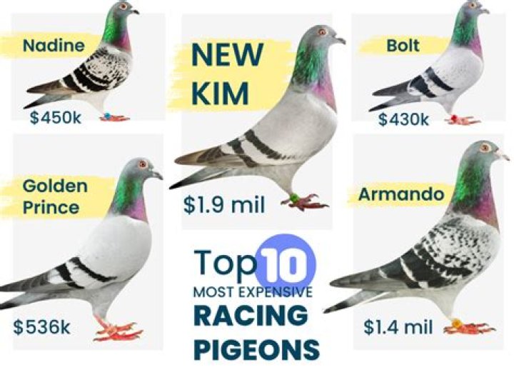 Video-A Racing Pigeon Sells For US $1.9Million (N725Million)