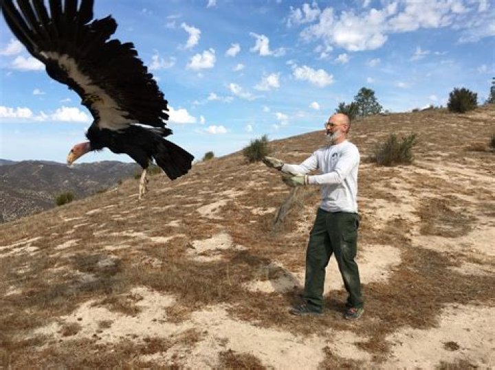 Where do condors live