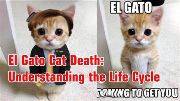 Who Is El Gato Cat? How Did El Gato Cat Die?